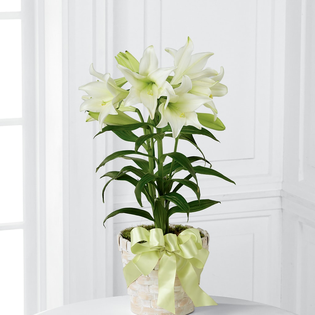 hill lily flower Easter Lily Plant – green, white flower arrangement | Rock Hill, SC
