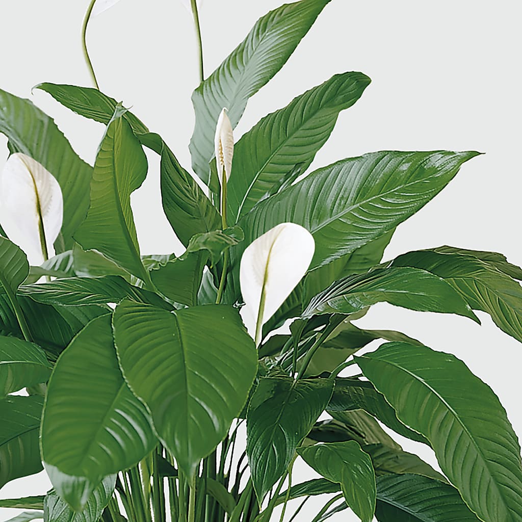 Tranquil Moments Peace Lily Plant – BELKY'S FLORIST, Rock Hill SC