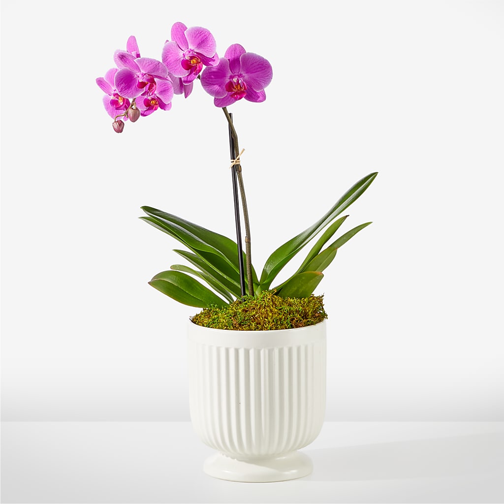 Friendly Fuchsia Orchid – BELKY'S FLORIST, Rock Hill SC
