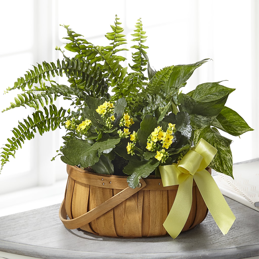 Always Dear Dishgarden – BELKY'S FLORIST, Rock Hill SC