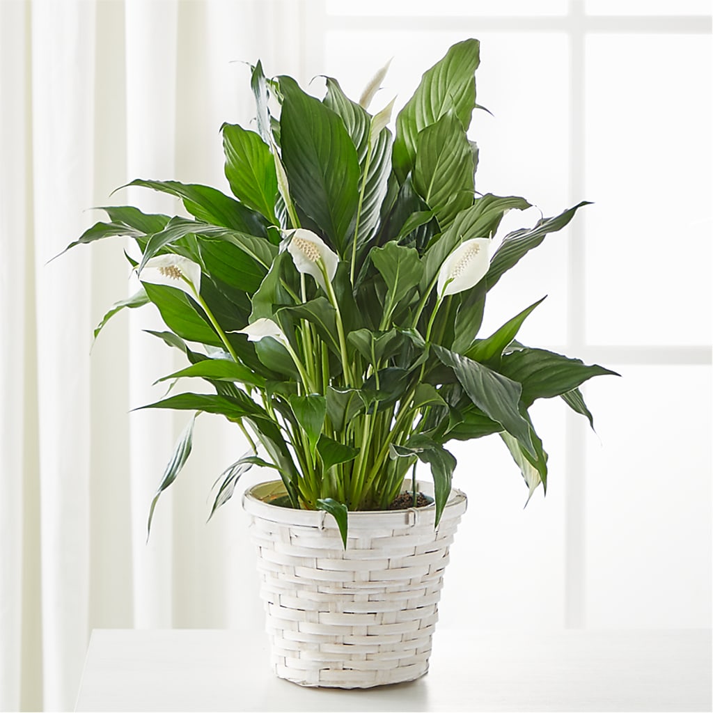 A New Leaf Peace Lily – BELKY'S FLORIST, Rock Hill SC