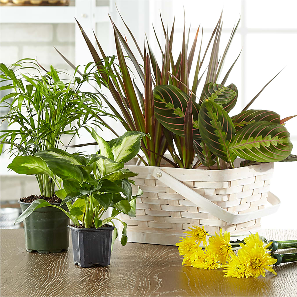 Florist Designed Blooming and Green Plants in a Basket – BELKY'S FLORIST, Rock Hill SC