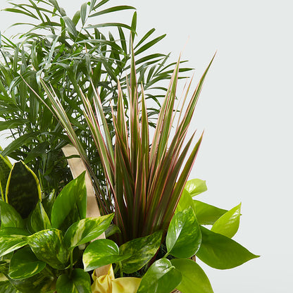 French Garden – BELKY'S FLORIST, Rock Hill SC