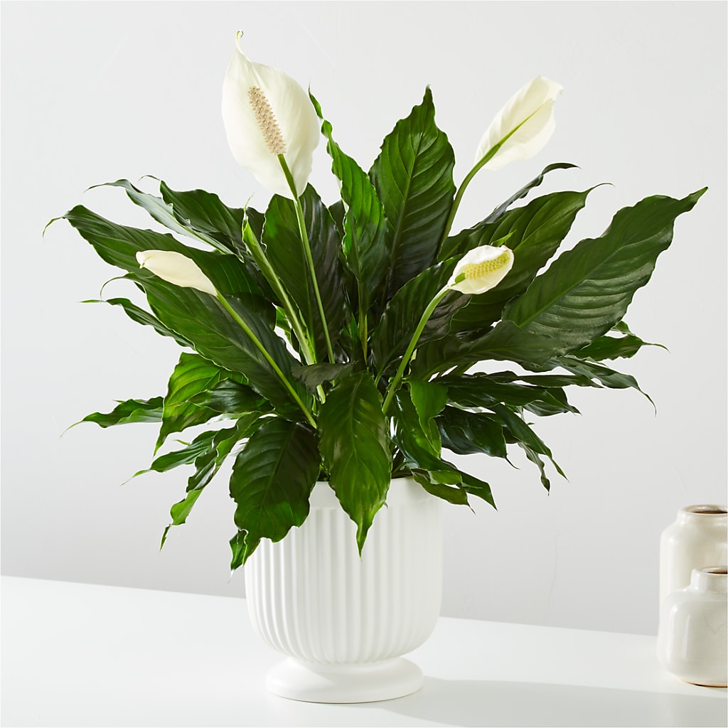 Comfort Planter – BELKY'S FLORIST, Rock Hill SC