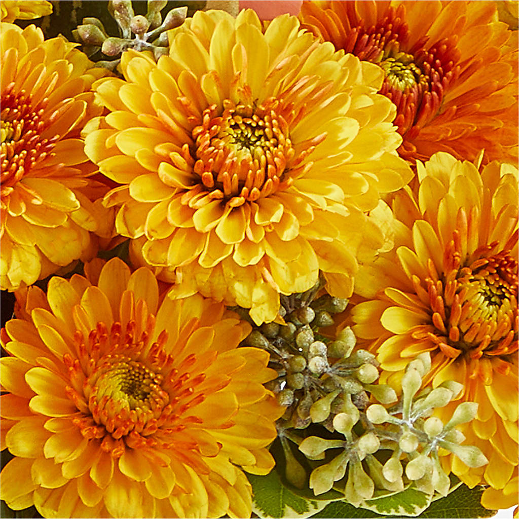Peachy Pumpkin – BELKY'S FLORIST, Rock Hill SC