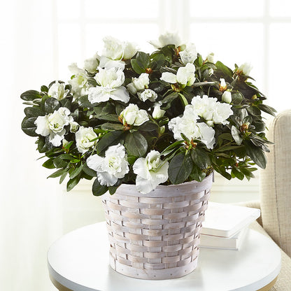 White Azalea Plant – BELKY'S FLORIST, Rock Hill SC