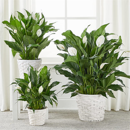 A New Leaf Peace Lily – BELKY'S FLORIST, Rock Hill SC