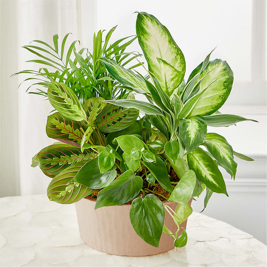 Balance & Harmony Dishgarden – BELKY'S FLORIST, Rock Hill SC