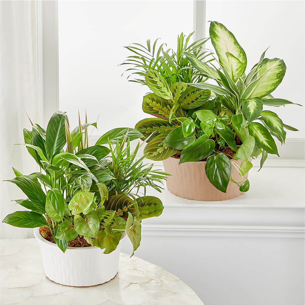 Balance & Harmony Dishgarden – BELKY'S FLORIST, Rock Hill SC